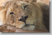 lion 1 * 720 x 479 * (131KB)